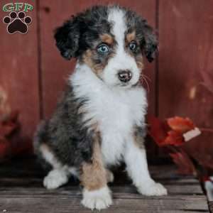 Chief, Mini Bernedoodle Puppy